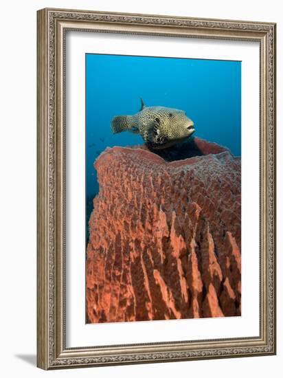 Map Pufferfish-Matthew Oldfield-Framed Photographic Print