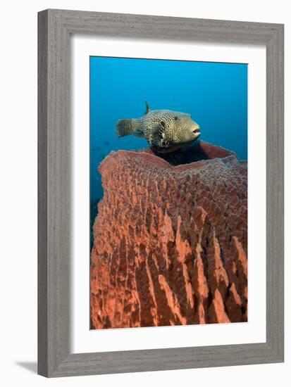 Map Pufferfish-Matthew Oldfield-Framed Photographic Print