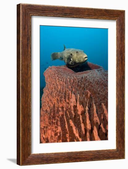Map Pufferfish-Matthew Oldfield-Framed Photographic Print