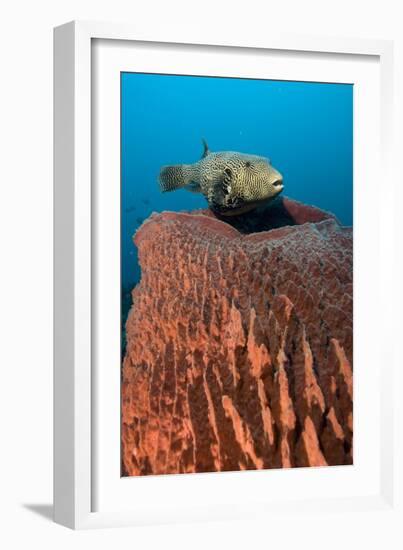 Map Pufferfish-Matthew Oldfield-Framed Photographic Print
