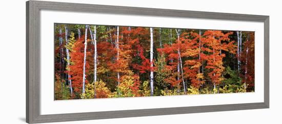 Maple and Birch Trees in a Forest, Maine, USA-null-Framed Photographic Print