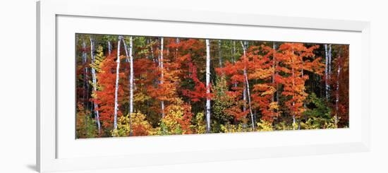 Maple and Birch Trees in a Forest, Maine, USA-null-Framed Photographic Print