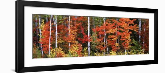 Maple and Birch Trees in a Forest, Maine, USA-null-Framed Photographic Print