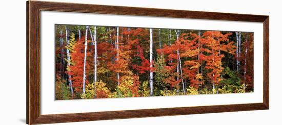 Maple and Birch Trees in a Forest, Maine, USA-null-Framed Photographic Print