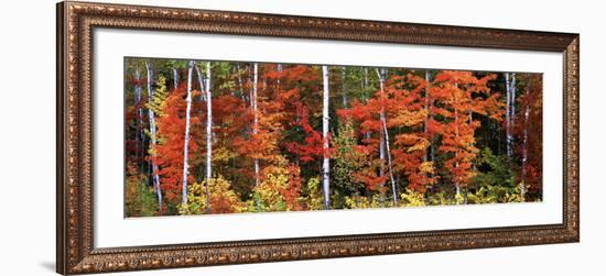 Maple and Birch Trees in a Forest, Maine, USA-null-Framed Photographic Print