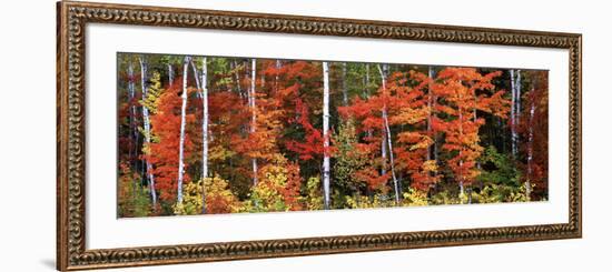 Maple and Birch Trees in a Forest, Maine, USA-null-Framed Photographic Print