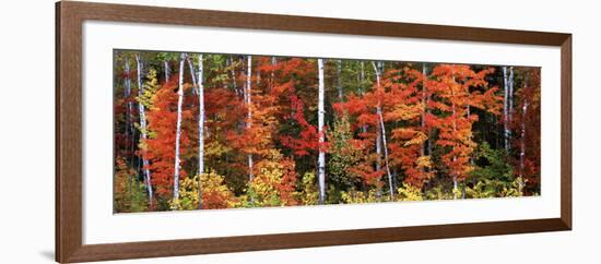 Maple and Birch Trees in a Forest, Maine, USA-null-Framed Photographic Print