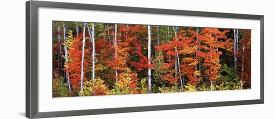 Maple and Birch Trees in a Forest, Maine, USA-null-Framed Photographic Print