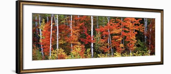 Maple and Birch Trees in a Forest, Maine, USA--Framed Photographic Print