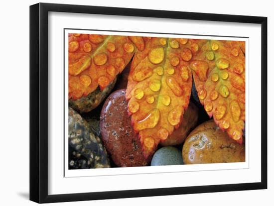 Maple and Dew I-Donald Paulson-Framed Giclee Print