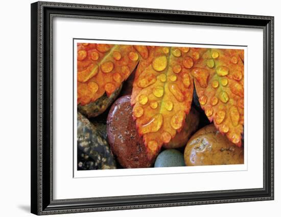 Maple and Dew I-Donald Paulson-Framed Giclee Print