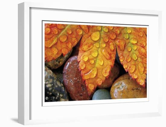 Maple and Dew I-Donald Paulson-Framed Giclee Print