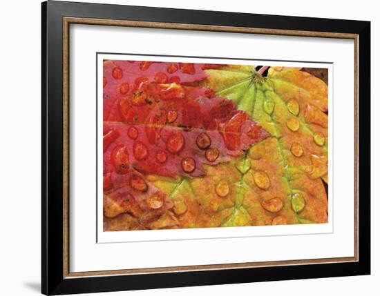 Maple and Dew II-Donald Paulson-Framed Giclee Print