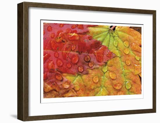 Maple and Dew II-Donald Paulson-Framed Giclee Print