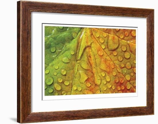 Maple and Dew III-Donald Paulson-Framed Giclee Print