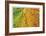 Maple and Dew III-Donald Paulson-Framed Giclee Print