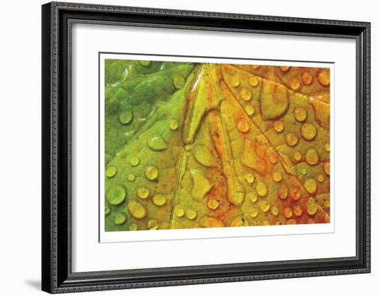 Maple and Dew III-Donald Paulson-Framed Giclee Print