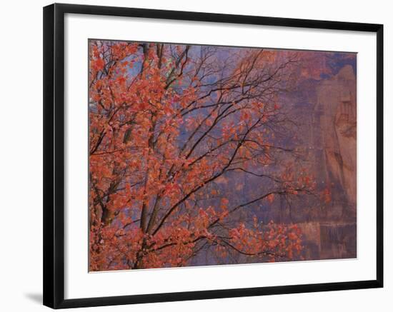 Maple at Virgin Narrows-Don Paulson-Framed Giclee Print