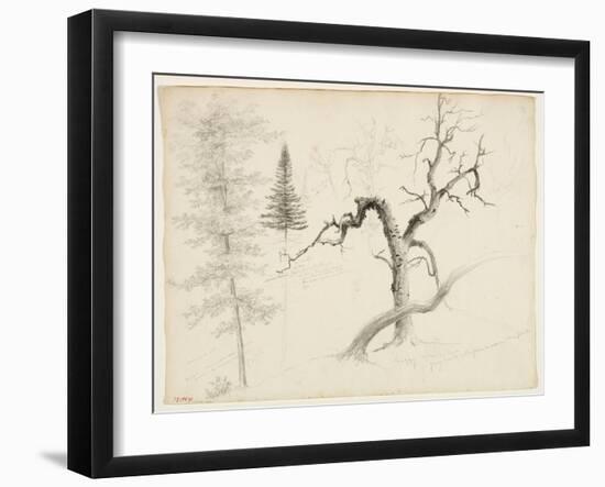 Maple, Balsam Fir, Pine, Shaggy Yellow Birch, White Birch, 1828-Thomas Cole-Framed Giclee Print