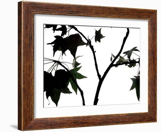 Maple Branch II-Monika Burkhart-Framed Photographic Print