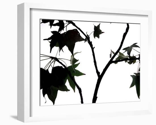 Maple Branch II-Monika Burkhart-Framed Photographic Print