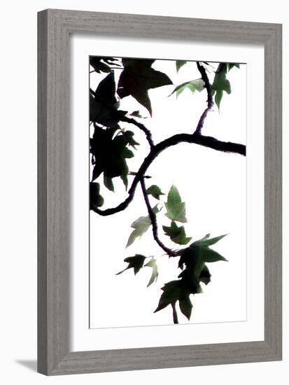 Maple Branch VI-Monika Burkhart-Framed Photographic Print