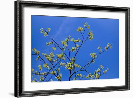 Maple Flowers-Cora Niele-Framed Photographic Print