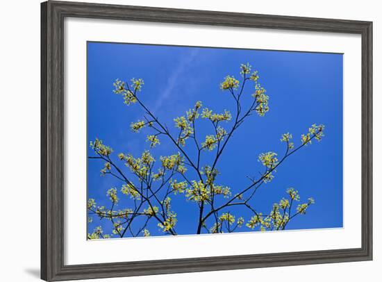 Maple Flowers-Cora Niele-Framed Photographic Print