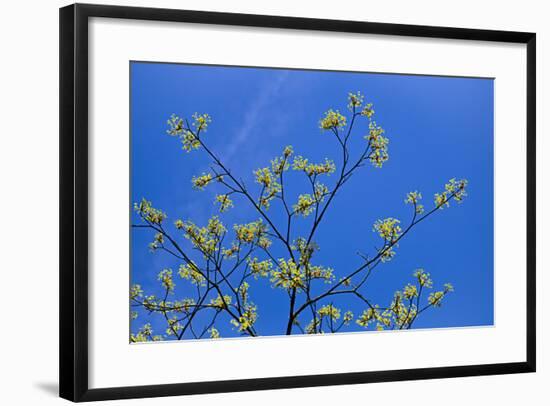 Maple Flowers-Cora Niele-Framed Photographic Print