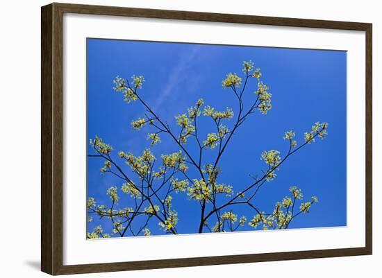 Maple Flowers-Cora Niele-Framed Photographic Print