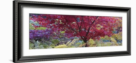 Maple Glade II-Bill Philip-Framed Giclee Print