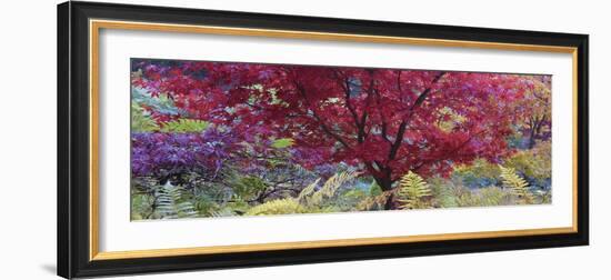 Maple Glade II-Bill Philip-Framed Giclee Print