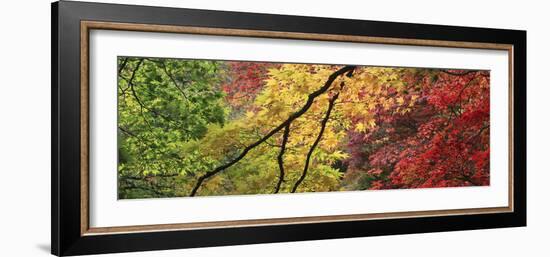 Maple Glade IX-Bill Philip-Framed Giclee Print