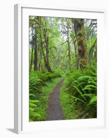 Maple Glade Trail, Quinault Rain Forest, Olympic National Park, Washington, USA-Jamie & Judy Wild-Framed Photographic Print