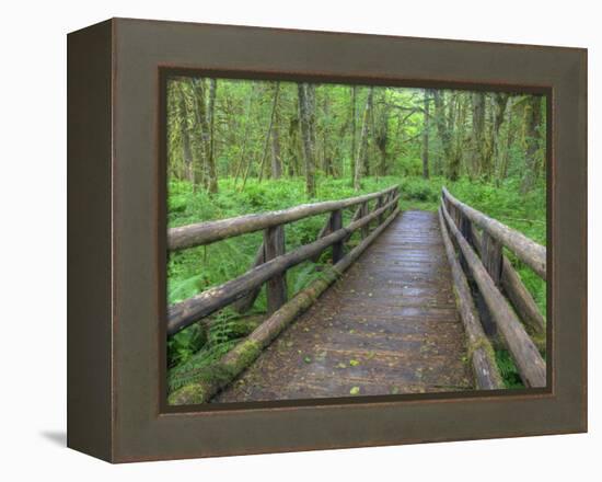 Maple Glade Trail Wooden Bridge, Quinault Rain Forest, Olympic National Park, Washington, USA-Jamie & Judy Wild-Framed Premier Image Canvas