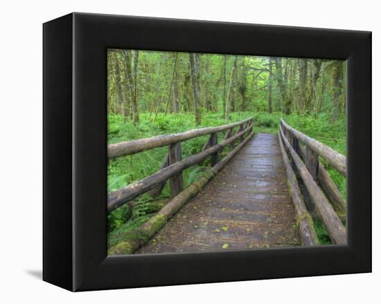 Maple Glade Trail Wooden Bridge, Quinault Rain Forest, Olympic National Park, Washington, USA-Jamie & Judy Wild-Framed Premier Image Canvas