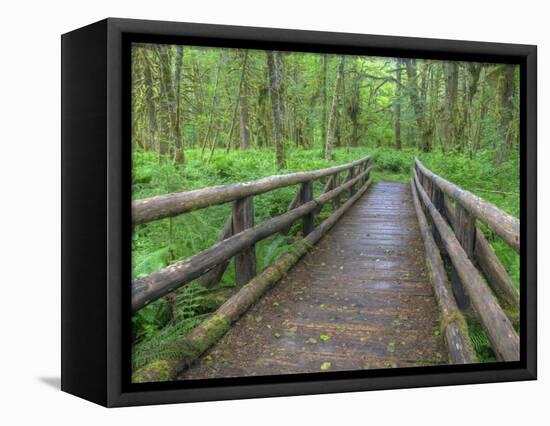 Maple Glade Trail Wooden Bridge, Quinault Rain Forest, Olympic National Park, Washington, USA-Jamie & Judy Wild-Framed Premier Image Canvas