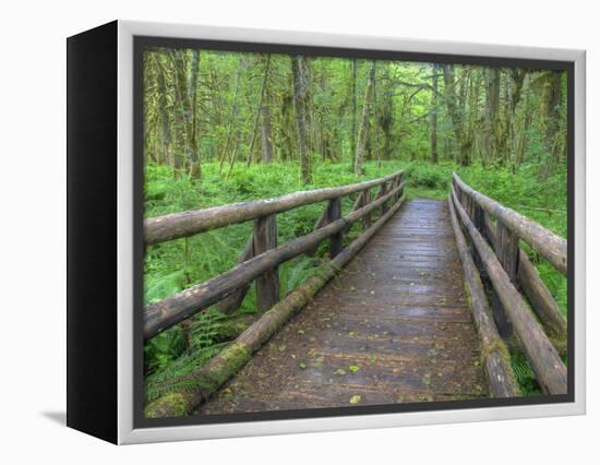 Maple Glade Trail Wooden Bridge, Quinault Rain Forest, Olympic National Park, Washington, USA-Jamie & Judy Wild-Framed Premier Image Canvas