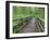Maple Glade Trail Wooden Bridge, Quinault Rain Forest, Olympic National Park, Washington, USA-Jamie & Judy Wild-Framed Photographic Print