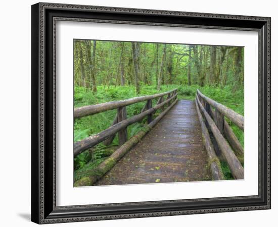 Maple Glade Trail Wooden Bridge, Quinault Rain Forest, Olympic National Park, Washington, USA-Jamie & Judy Wild-Framed Photographic Print