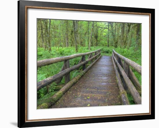 Maple Glade Trail Wooden Bridge, Quinault Rain Forest, Olympic National Park, Washington, USA-Jamie & Judy Wild-Framed Photographic Print