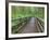 Maple Glade Trail Wooden Bridge, Quinault Rain Forest, Olympic National Park, Washington, USA-Jamie & Judy Wild-Framed Photographic Print