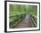 Maple Glade Trail Wooden Bridge, Quinault Rain Forest, Olympic National Park, Washington, USA-Jamie & Judy Wild-Framed Photographic Print