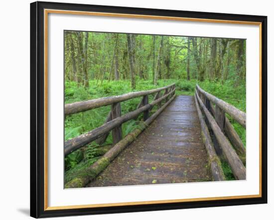 Maple Glade Trail Wooden Bridge, Quinault Rain Forest, Olympic National Park, Washington, USA-Jamie & Judy Wild-Framed Photographic Print