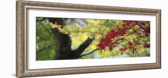 Maple Glade VII-Bill Philip-Framed Giclee Print