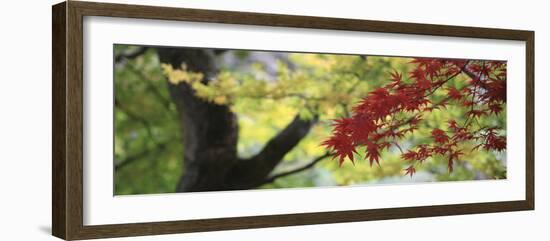 Maple Glade VII-Bill Philip-Framed Giclee Print