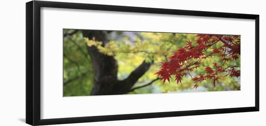 Maple Glade VII-Bill Philip-Framed Giclee Print