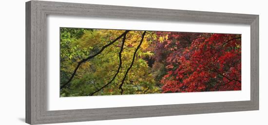 Maple Glade X-Bill Philip-Framed Giclee Print