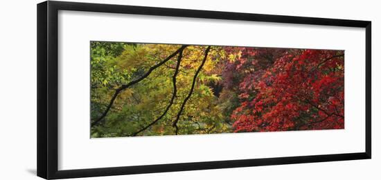 Maple Glade X-Bill Philip-Framed Giclee Print