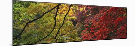 Maple Glade X-Bill Philip-Mounted Giclee Print